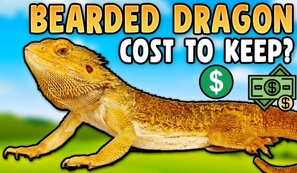 how much do bearded dragons cost